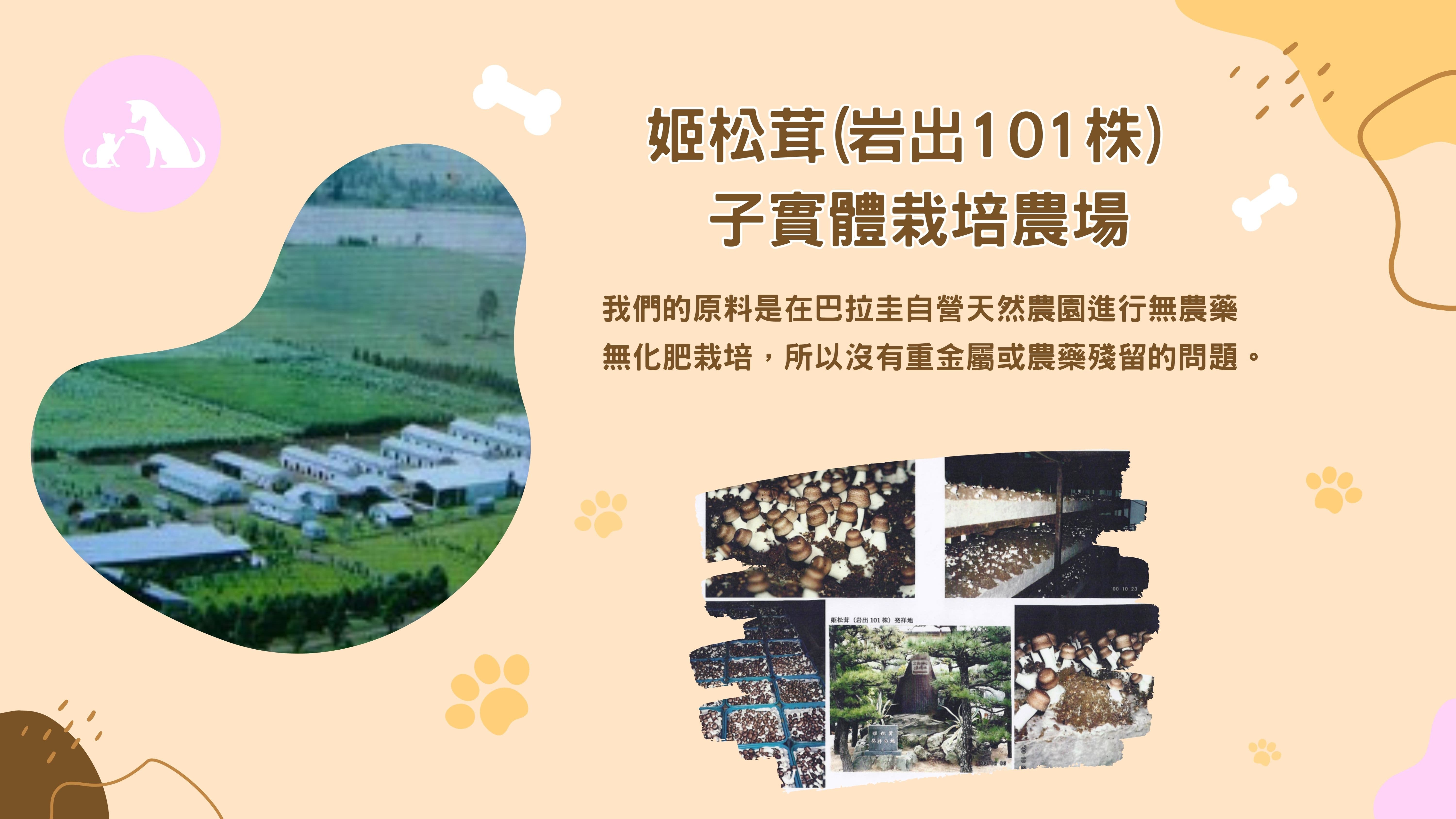 姬松茸(岩出101株)子實體栽培農場
