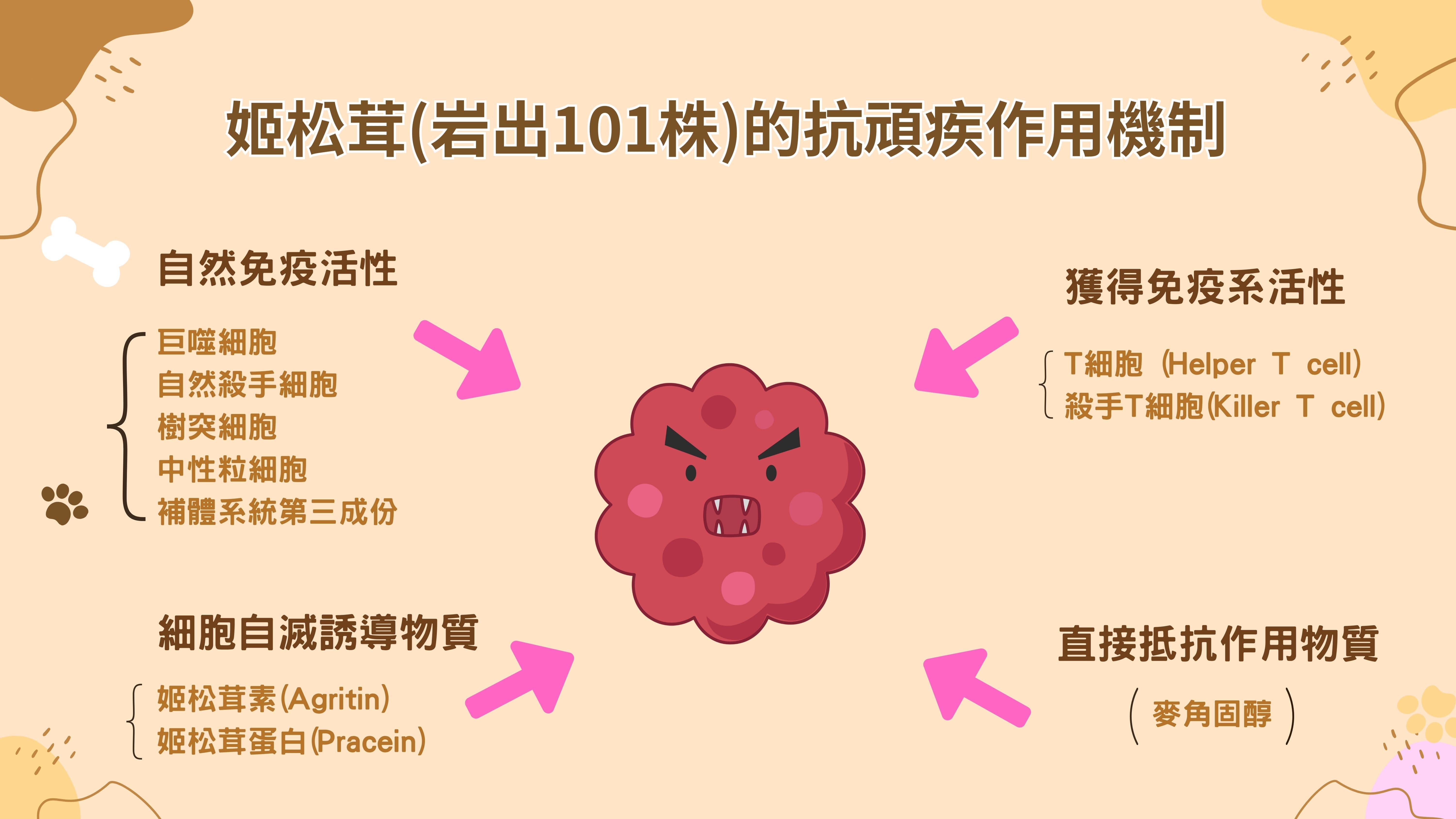 姬松茸(岩出101株)的抗頑疾作用機制
